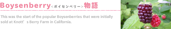 ボイセンベリー物語