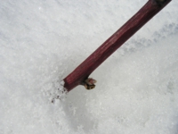 1月雪の中のボイズンベリー新芽