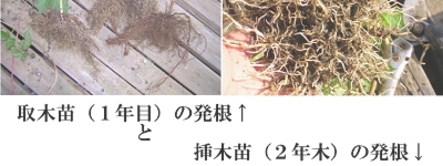 取木発根と挿木発根の比較写真